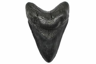Fossil Megalodon Tooth - South Carolina #346176