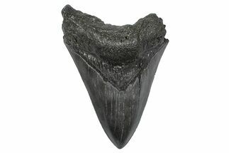 Fossil Megalodon Tooth - South Carolina #346177