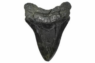 Serrated, Fossil Megalodon Tooth - South Carolina #346180