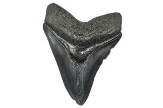 Fossil Megalodon Tooth - South Carolina #346186