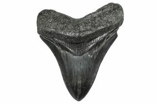 Fossil Megalodon Tooth - South Carolina #346187
