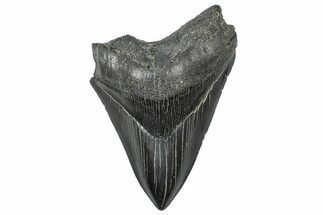 Bargain, Fossil Megalodon Tooth - Serrated Blade #346190