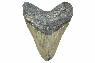 Serrated, Juvenile Megalodon Tooth - North Carolina #346345