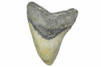 Fossil Megalodon Tooth - North Carolina #358936