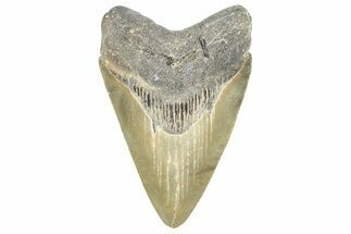 Serrated Fossil Megalodon Tooth - North Carolina #358942