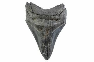 Fossil Megalodon Tooth - South Carolina #332331
