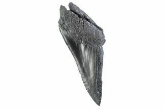 Partial Fossil Megalodon Tooth - Serrated edge #332343