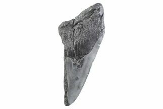 Partial Fossil Megalodon Tooth - South Carolina #332346