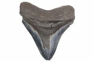 Serrated, Fossil Megalodon Tooth - South Carolina #358971