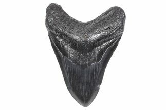Fossil Megalodon Tooth - South Carolina #358976