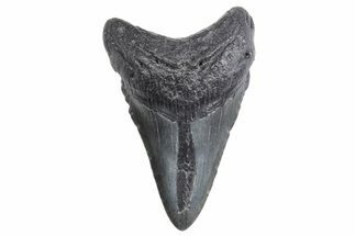 Fossil Megalodon Tooth - South Carolina #358991