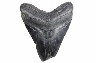 Bargain, Fossil Megalodon Tooth - South Carolina #359007