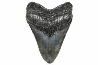 Juvenile Megalodon Tooth - South Carolina #359017