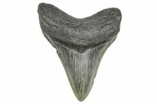 Serrated, Fossil Megalodon Tooth - South Carolina #359018