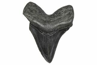 Juvenile Megalodon Tooth - South Carolina #359019
