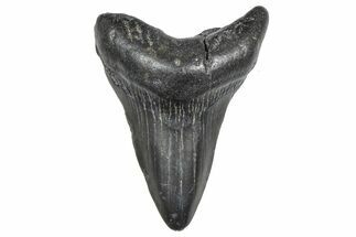 Juvenile Megalodon Tooth - South Carolina #359020