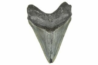Juvenile Megalodon Tooth - South Carolina #359027