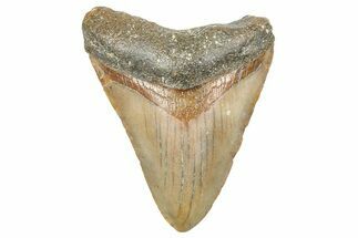 Juvenile Megalodon Tooth - North Carolina #359045
