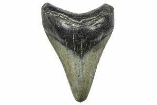 Juvenile Megalodon Tooth - North Carolina #359046