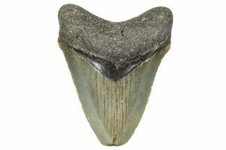 Serrated, Juvenile Megalodon Tooth - North Carolina #359048