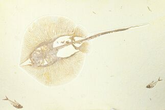 Fossil Stingray (Heliobatis) with Fish - Huge For Species #360539