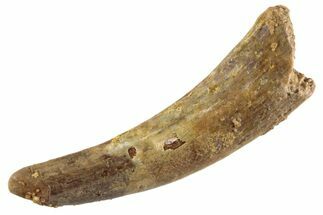 Fossil Pterosaur (Siroccopteryx) Tooth - Morocco #359959