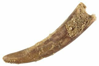 Fossil Pterosaur (Siroccopteryx) Tooth - Morocco #359988