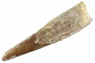Fossil Pterosaur (Siroccopteryx) Tooth - Morocco #359989