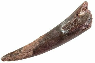 Fossil Pterosaur (Siroccopteryx) Tooth - Morocco #359995