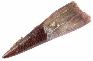 Fossil Pterosaur (Siroccopteryx) Tooth - Morocco #360007