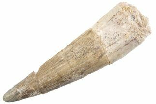 Fossil Spinosaurus Tooth - Real Dinosaur Tooth #360169