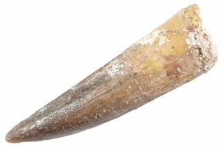 Fossil Spinosaurus Tooth - Real Dinosaur Tooth #360171