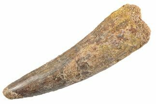 Fossil Spinosaurus Tooth - Real Dinosaur Tooth #360177