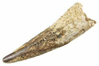Fossil Spinosaurus Tooth - Real Dinosaur Tooth #360184