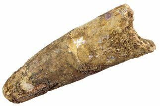 Fossil Spinosaurus Tooth - Feeding Worn Tip #360196