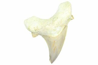 Fossil Shark Tooth (Otodus) - Morocco #353491