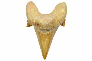 Otodus For Sale