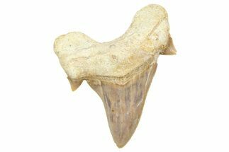 Fossil Shark Tooth (Otodus) - Morocco #353500