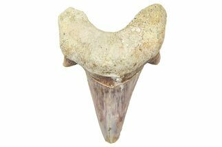 Fossil Shark Tooth (Otodus) - Morocco #353506