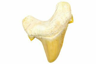 Fossil Shark Tooth (Otodus) - Morocco #353508