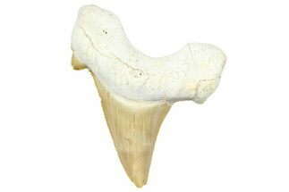 Fossil Shark Tooth (Otodus) - Morocco #353512