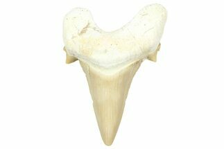 Fossil Shark Tooth (Serratolamna) - Morocco #353516