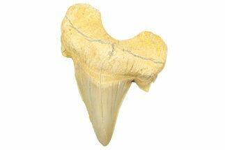 Fossil Shark Tooth (Serratolamna) - Morocco #353517