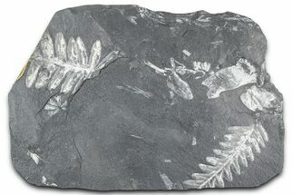 Fossil Seed Fern (Alethopteris & Pecopteris) Plate - Pennsylvania #360494