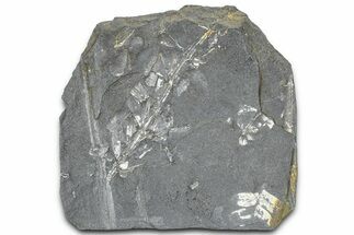 Fossil Seed Fern (Sphenophyllum & Pecopteris) Plate - Pennsylvania #360495