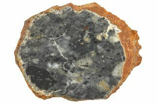Lunar Meteorite ( g) Slice - Bechar #360561