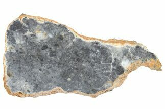 Lunar Meteorite ( g) Slice - Bechar #360566