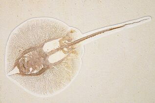 Fish Fossils For Sale