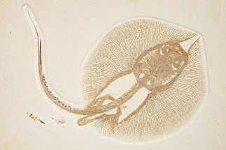 Rare, Fossil Male Stingray (Heliobatis) - Wyoming #360650