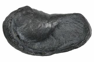 Large Fossil Whale Ear Bone - South Carolina #352639